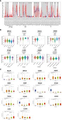 Identification and validation of PCSK9 as a prognostic and immune-related influencing factor in tumorigenesis: a pan-cancer analysis